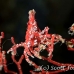 crab_xeno_jj_kb_h_0093_png0173.jpg